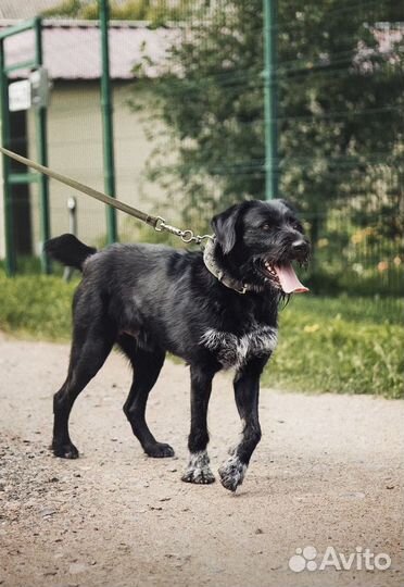 Молодой бородатик всю жизнь просидел на цепи