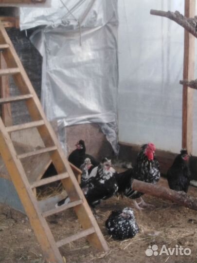 Куры феникс