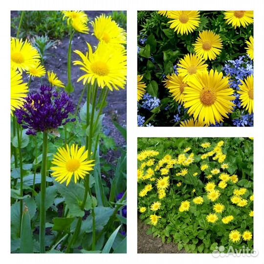 Многолетние цветы