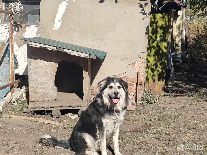 Собачка в добрые руки