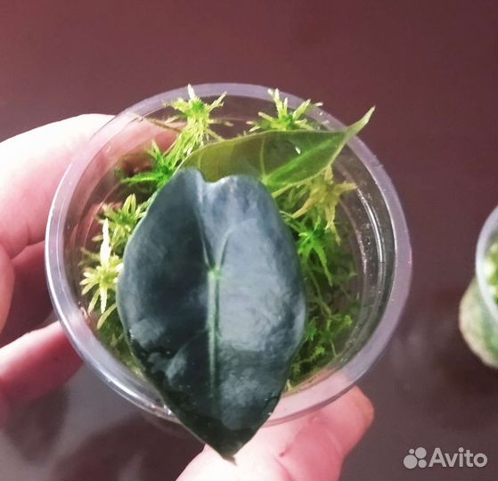 Алоказия Полли. Детки