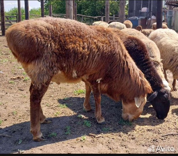 Племянной баран
