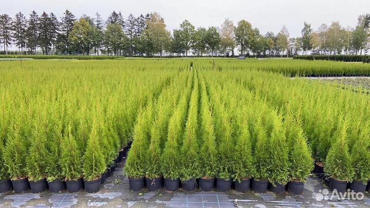 Туя смарагд саженцы