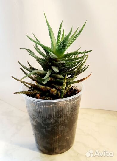 Хавортия Суккуленты