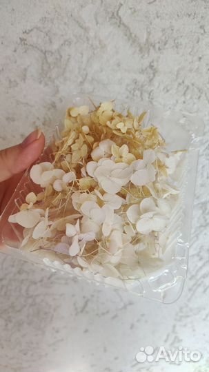 Гортензия сухоцвет для творчества