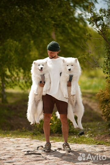 Щенки самоеда (от титулованных родителей )
