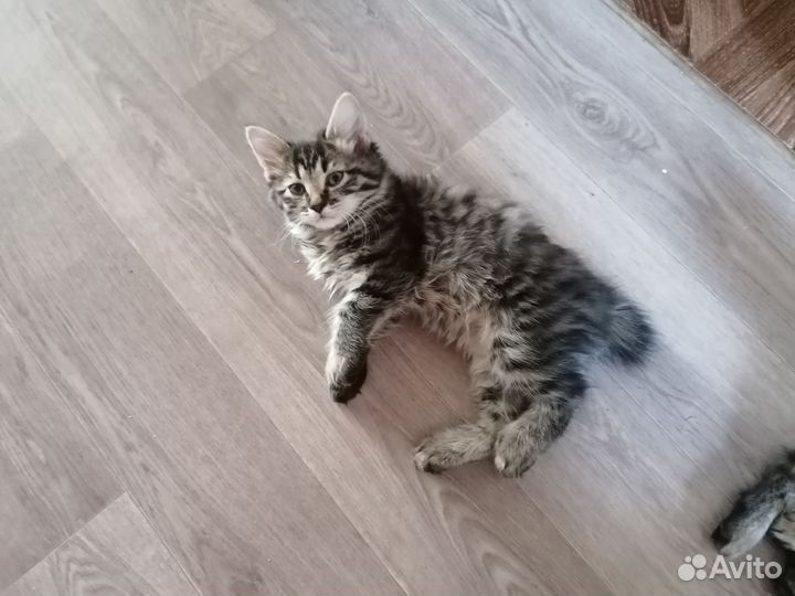Курильский бобтейл