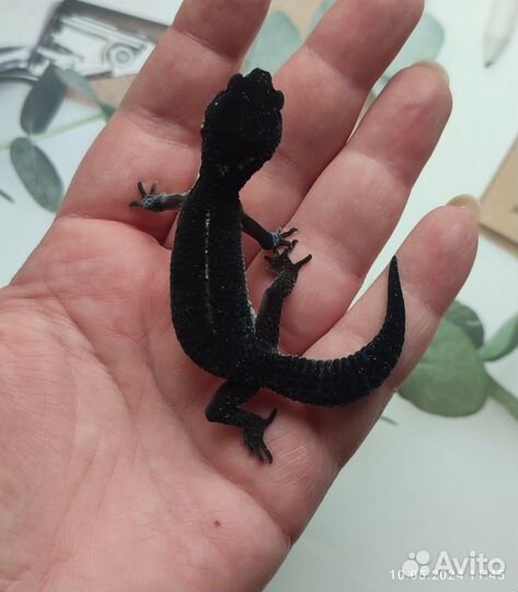 Эублефар, геккон Black Night, самцы и самки