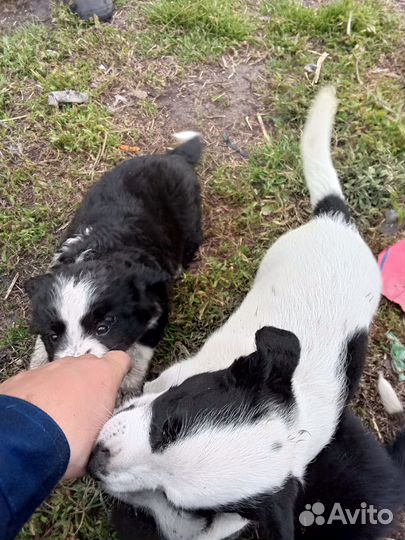 Отдам щенков в добрые руки бесплатно