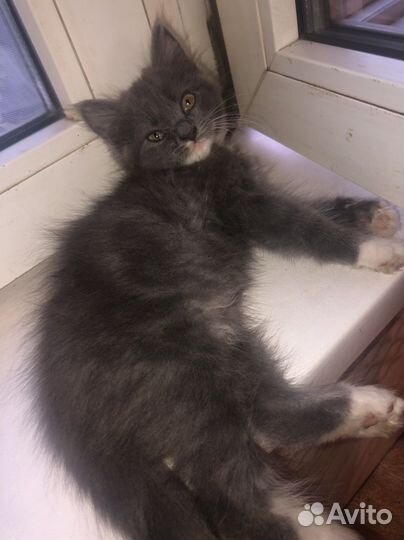 Кошка