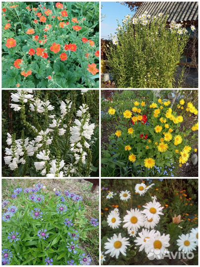 Многолетние цветы роза флоксы, пион