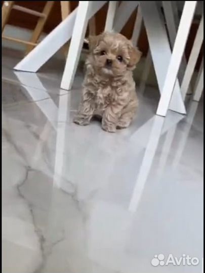 Щенки мальтипу