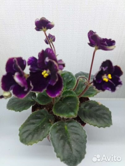 Фиалки мини и полумини