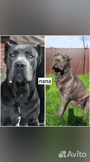 Продаются щенки Кане Корсо