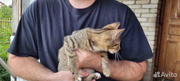 Отдам котят в хорошие руки