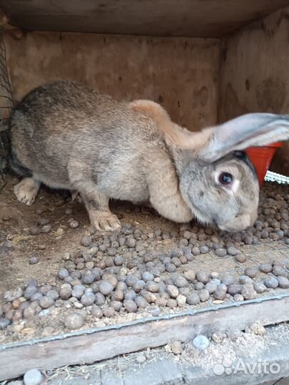 Кролик девочки