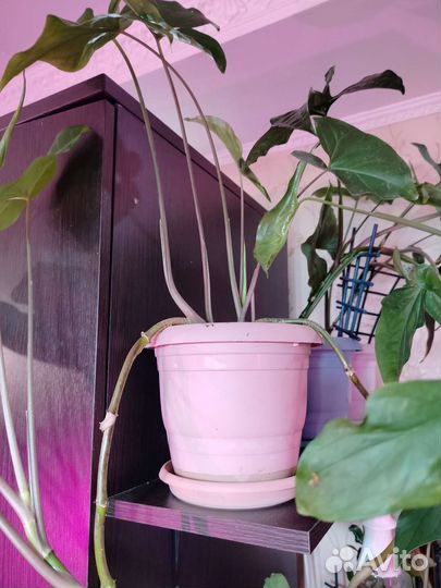 Комнатные цветы