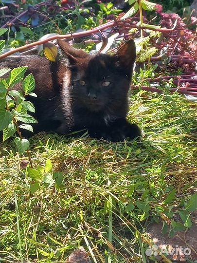 Пушистые котята в добрые руки