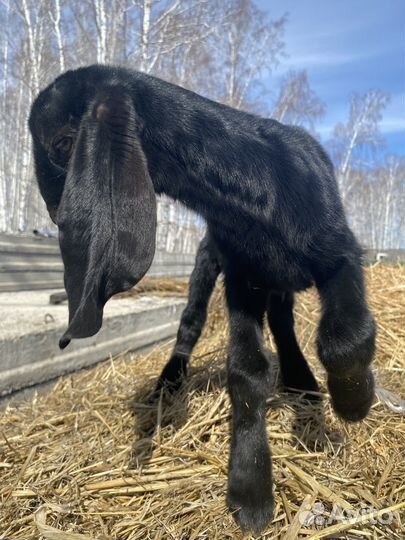 Козлик камори нубийский 50/50