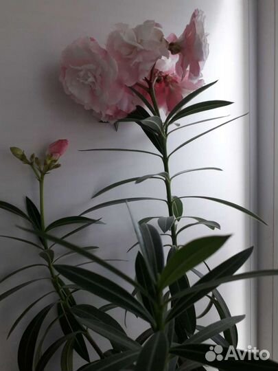 Олеандр розовый махровый