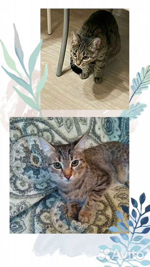 Милые котята в добрые руки