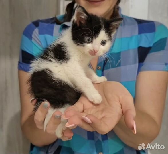 Котенок мальчик в добрые руки