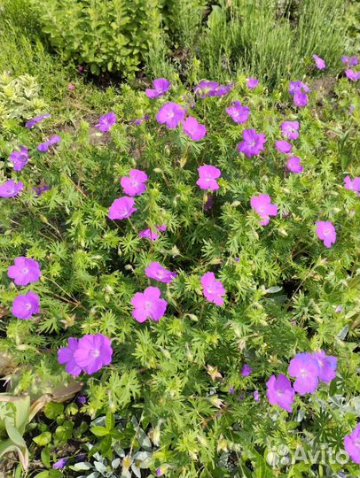 Многолетние цветы для сада