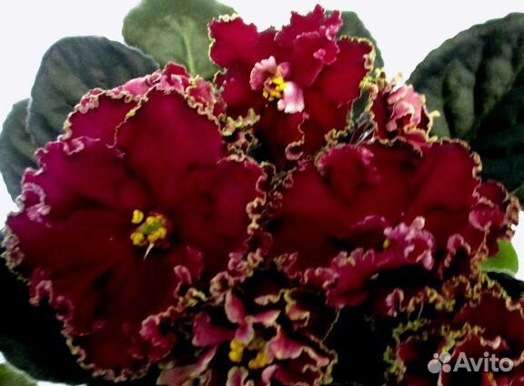 Фиалки во всей красе