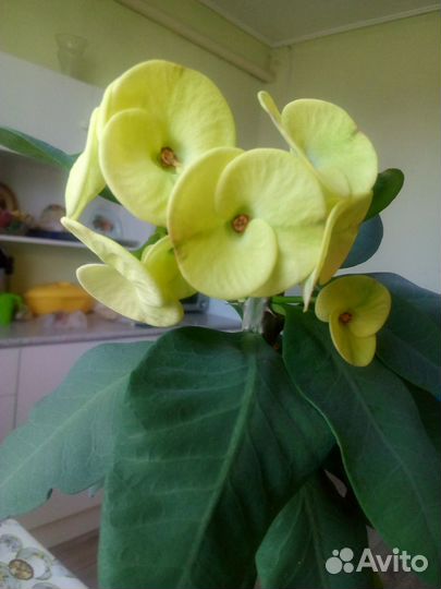 Эуфорбия Миля крупноцветковый розовый