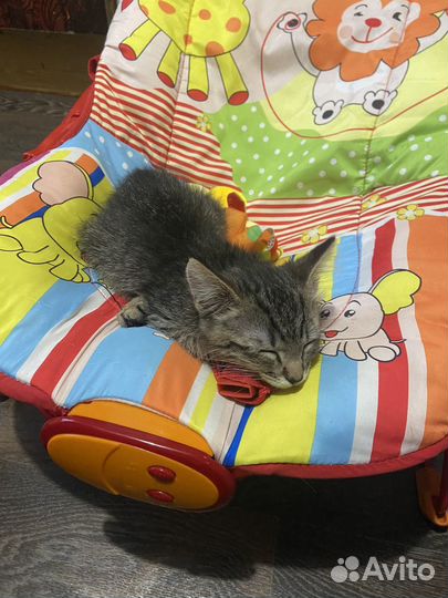 Сибирский котенок мальчик