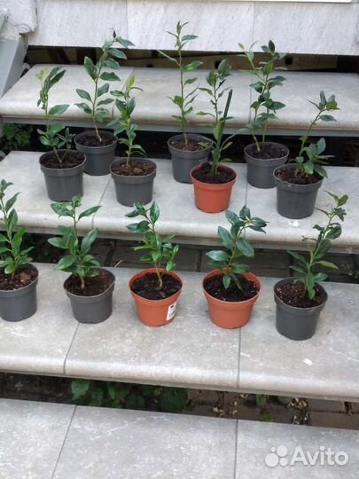 Саркококка, Жимолость Традесканция, Дицентра