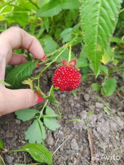 Тибетская малина саженцы