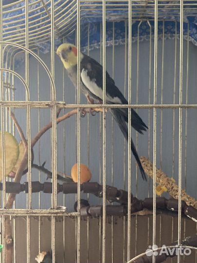 Попугай корелла