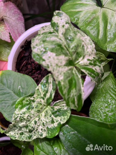 Коллекционные растения