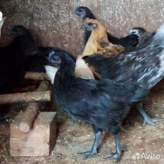 Лакеданзи цыплята,петухи.Русская хохл.яйцо перепел