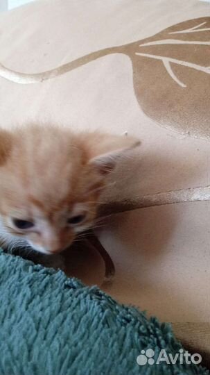 Катёнок девочка нежюри