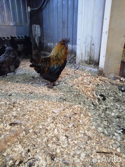 Инкубационное яйцо, ухейилюй, лакендази