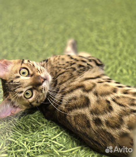 Бенгальская