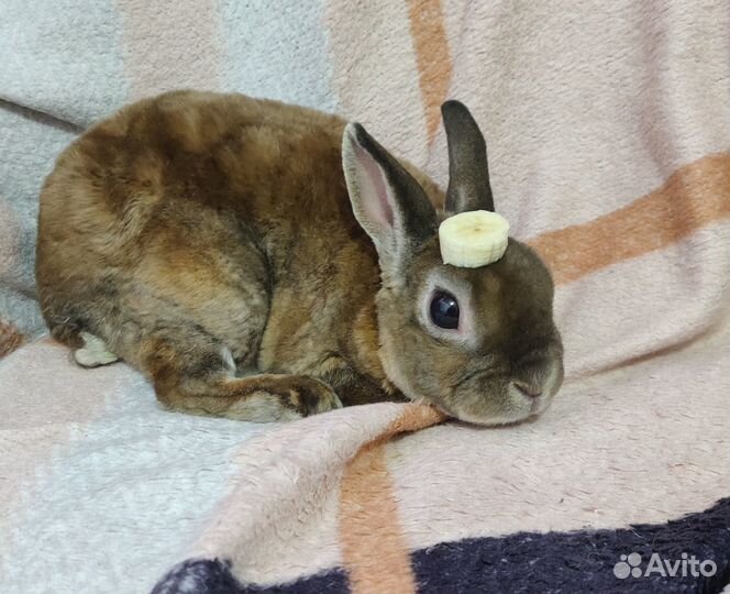 Самец карликовый рекс