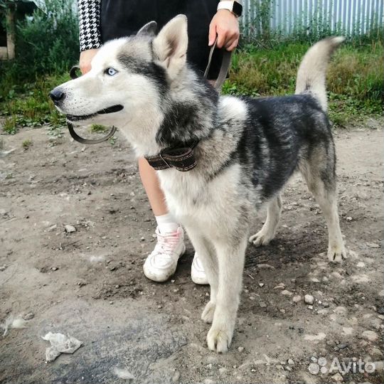 Хаски в добрые руки