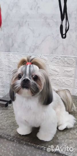 Стрижка кошек и собак