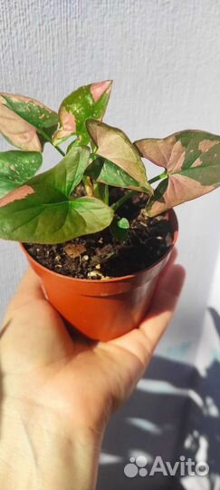 Сингониум Ред спот