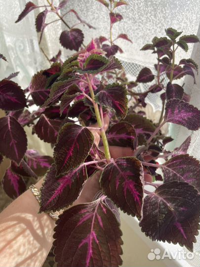 Домашняя красотка