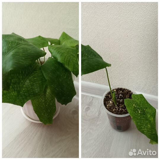 Калатея нетворок