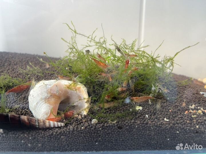 Аквариумные креветки