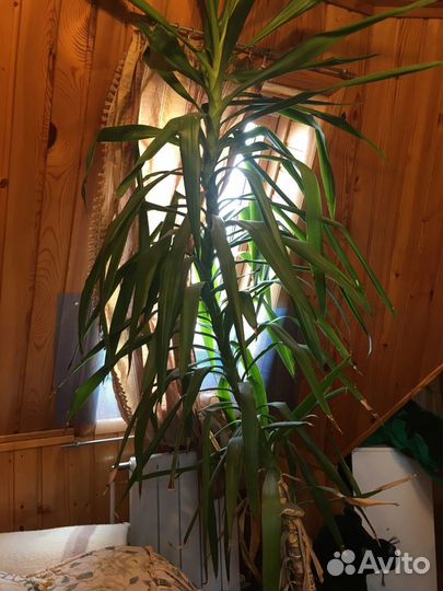 Продам юкку, высота два метра в горшке