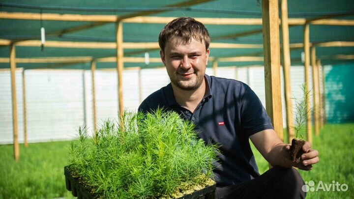 Сеянцы сосны