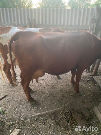 Коровы и телки бычки телята