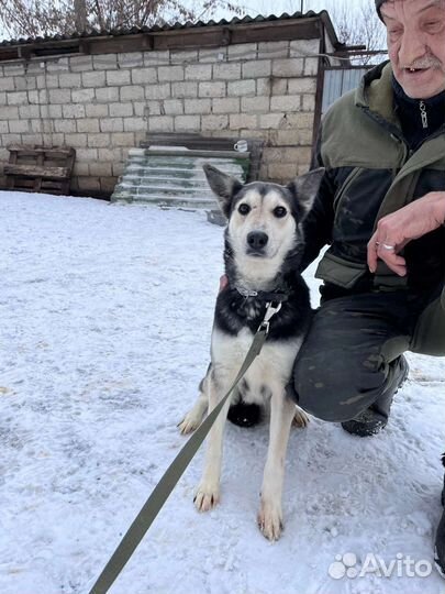 Собака в добрые руки