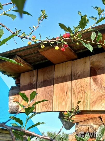 Отличные саженцы Вишни